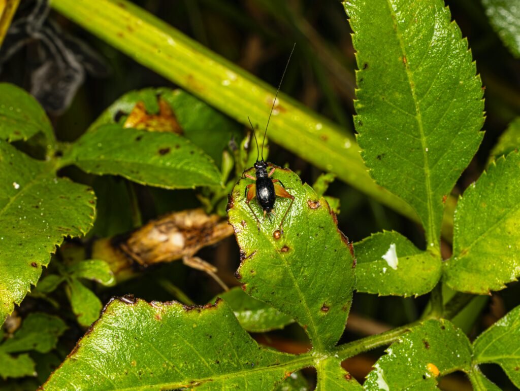 Locusts damaging green crops (alt: Pests increase as climate change affects agriculture worldwide)
