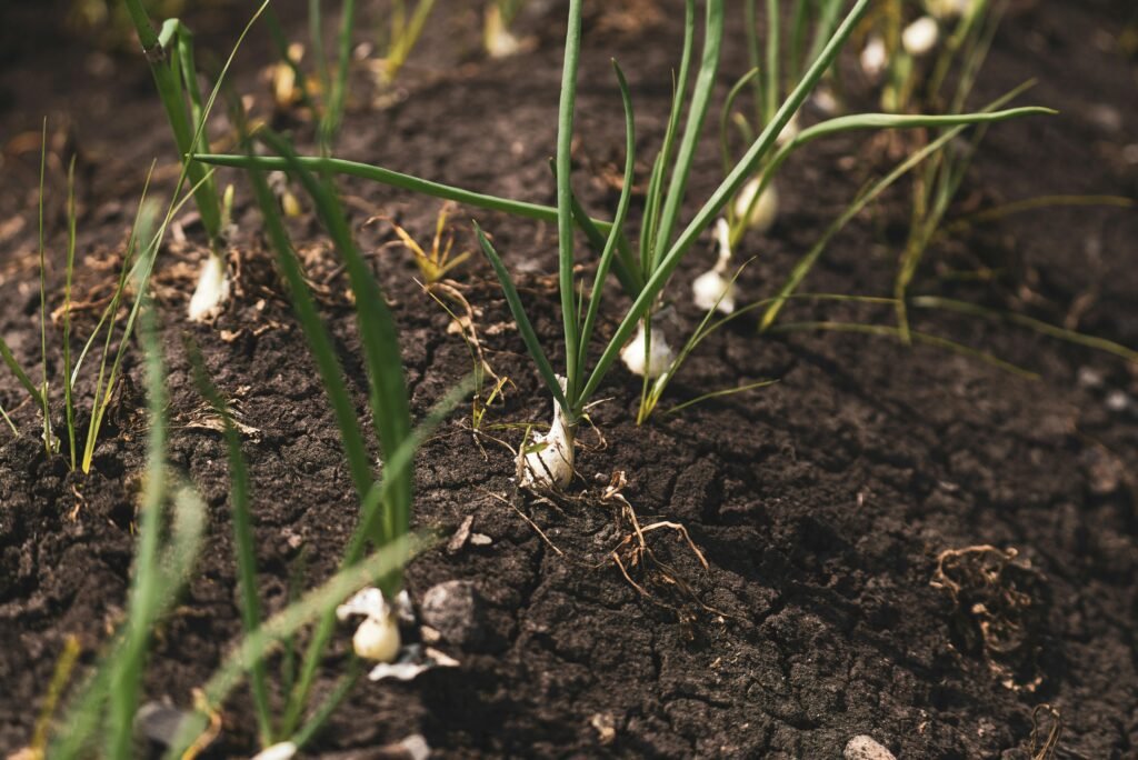 A close-up of legume roots showing nitrogen nodules.
