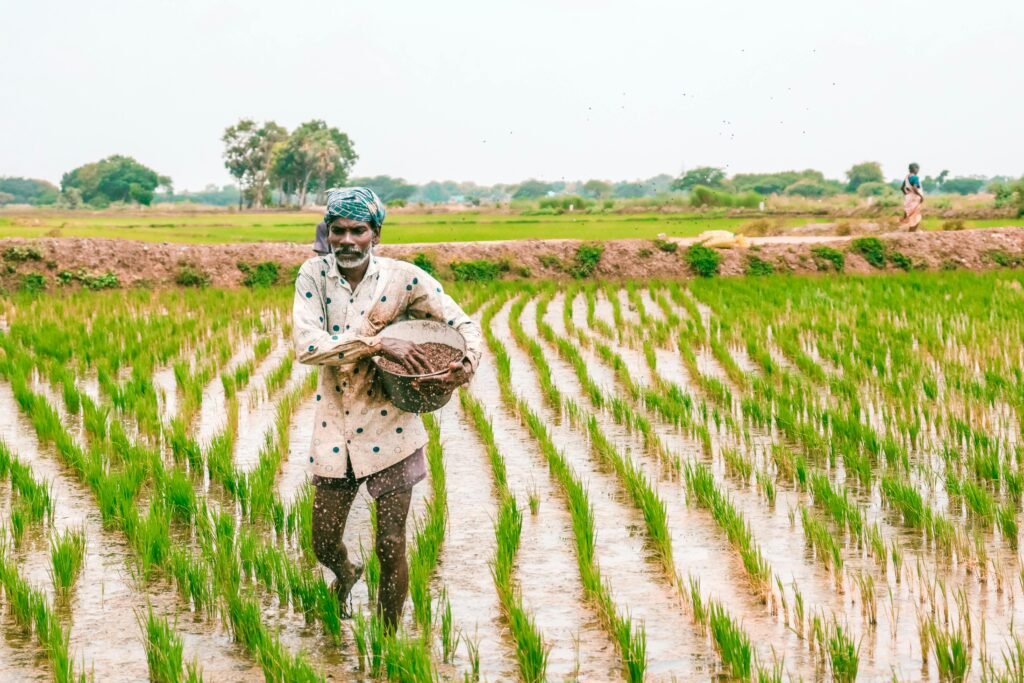 A farmer spreading compost on a crop field.