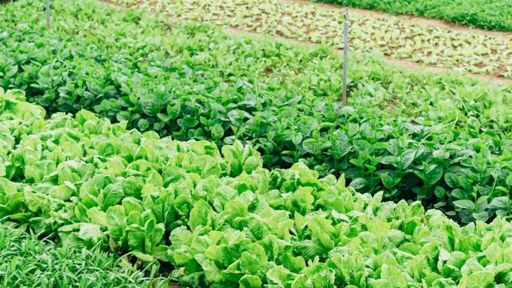 Organic crops growing in neat rows