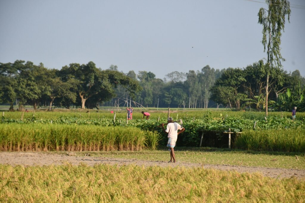 A farmer tending to a lush green field