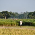 A farmer tending to a lush green field