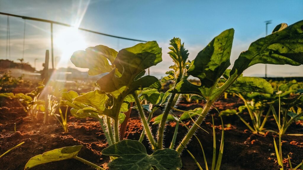Crops growing under sunlight