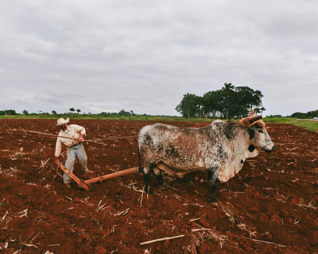 A farmer using bullocks to plow the field.