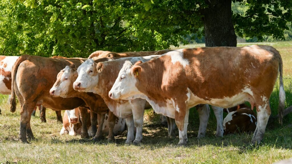 Cows seeking shade during extreme heat (alt: Livestock suffering as climate change affects agriculture worldwide)