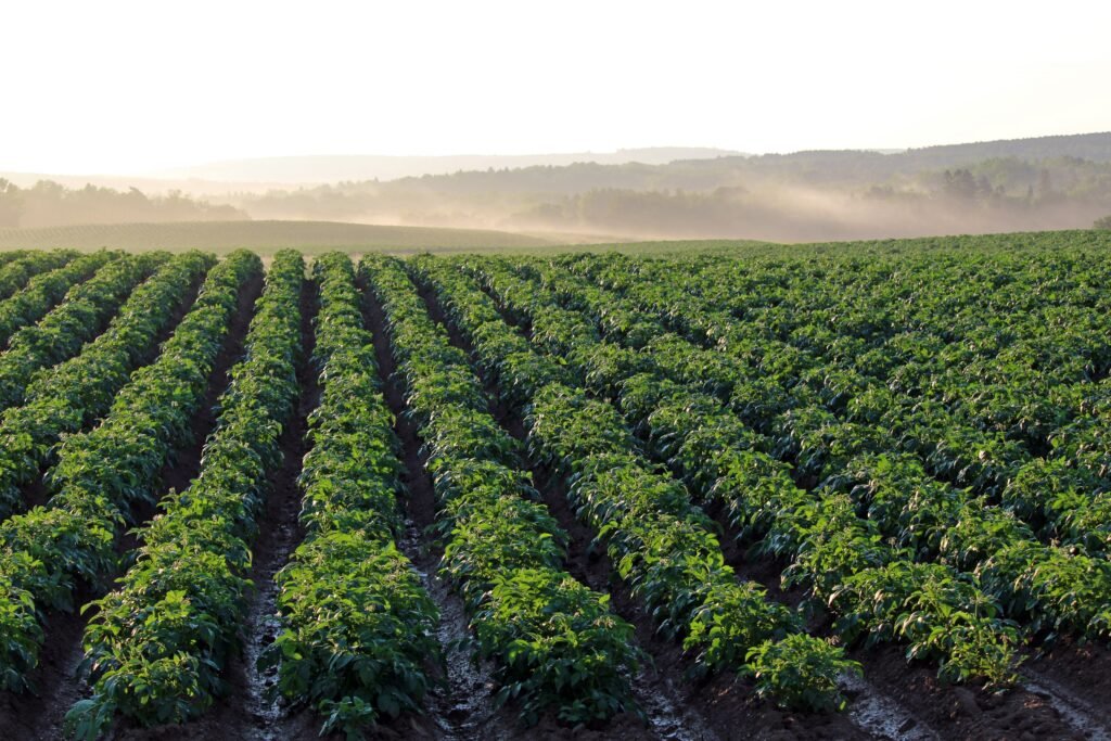 A lush green field of cover crops between growing seasons.