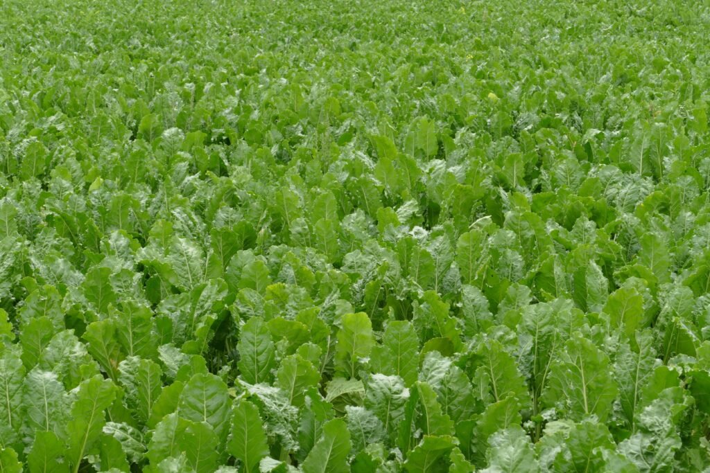 Close-up of cover crops protecting soil.