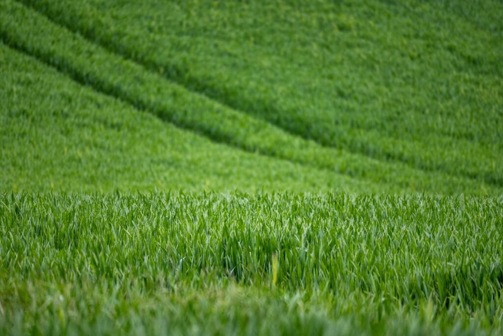 Fields planted with green cover crops after harvest.