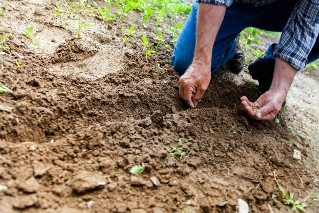 A close-up of a farmer's hands gently planting a young green seedling into rich, dark soil, representing hands-on regenerative agriculture and sustainable farming practices.