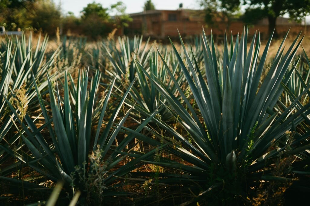 Rows of lush green agave plants growing in a sunlit Mexican field, representing traditional tequila crop landscapes.
