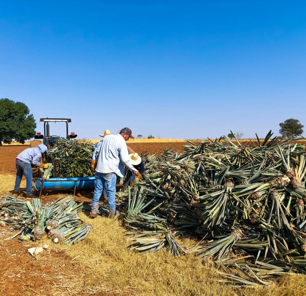 Two men working together to harvest pineapples in a lush field under daylight.