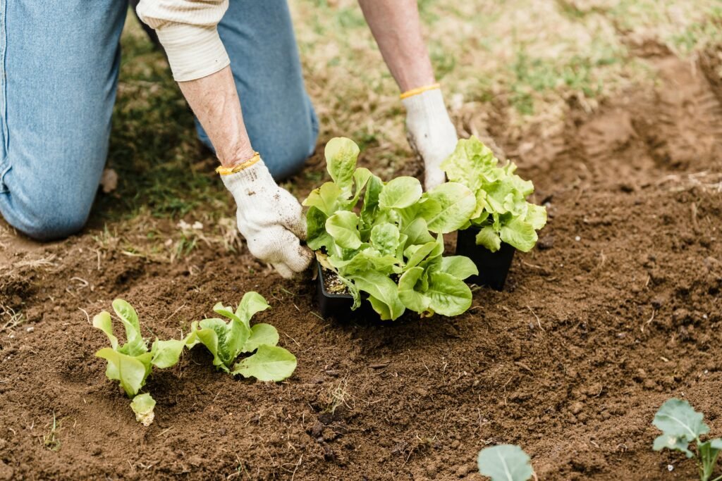 A close-up of a person's hands planting vibrant green seedlings directly into rich brown soil, illustrating hands-on sustainable farming practices like soil restoration and cover cropping.