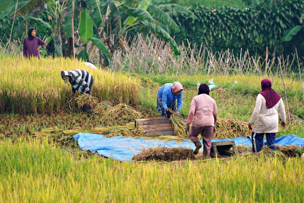 Group of Asian farmers manually harvesting ripe rice stalks in a lush green paddy field under sunny skies.