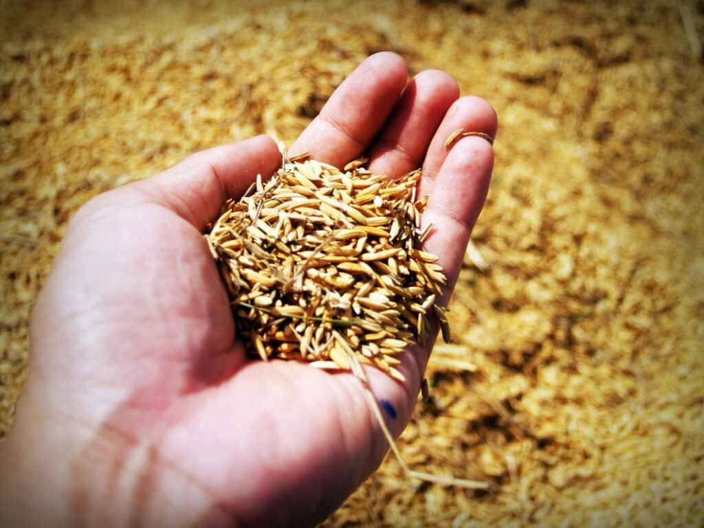 Close-up of raw brown rice grains showcasing their natural texture and earthy tones in sustainable farming.