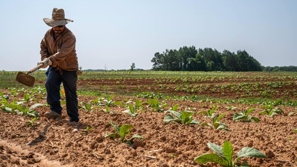 A farmer plowing soil in a sunlit field with a tractor, showcasing sustainable agriculture practices like soil preparation for crop rotation.