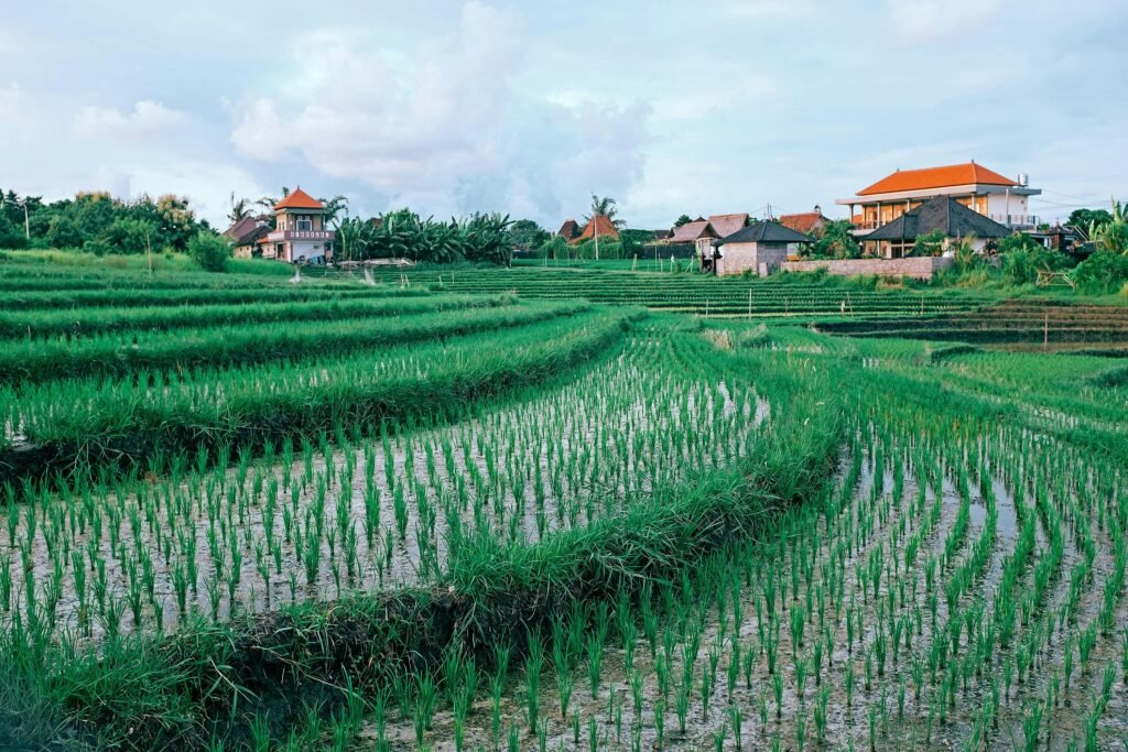 Lush green rice paddy fields under clear sky, showcasing sustainable water-managed agriculture.