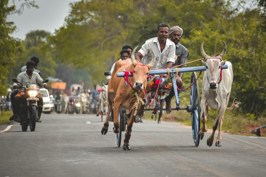 Men riding a traditional ox cart through rural Indian fields
