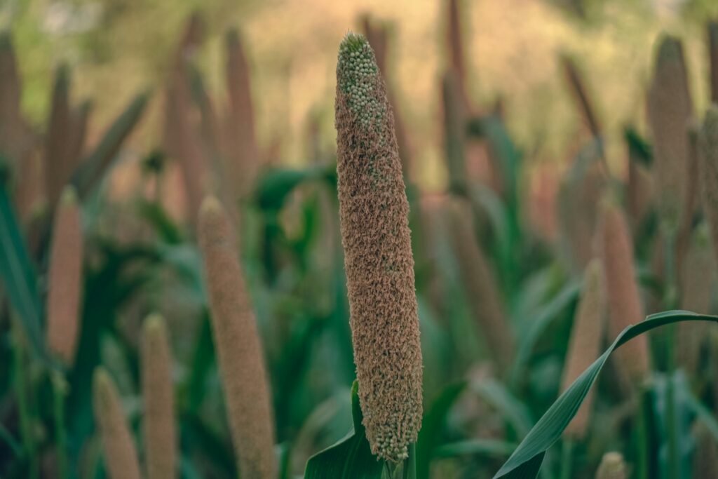 Pearl millet close-up grains neglected crop nutrition Madhya Pradesh.