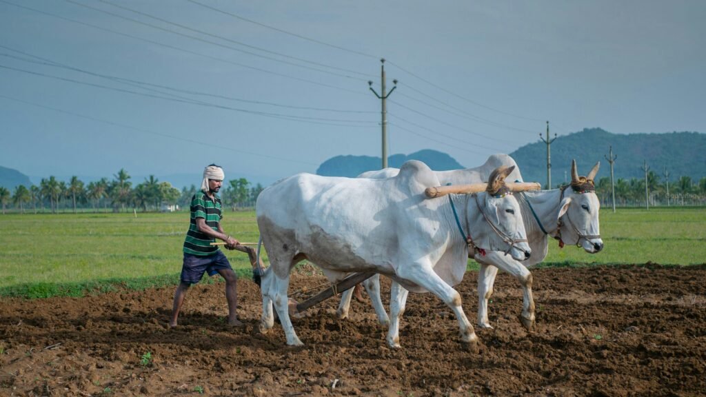 Two cows pull a wooden plow through a dry field, illustrating traditional sustainable farming methods.