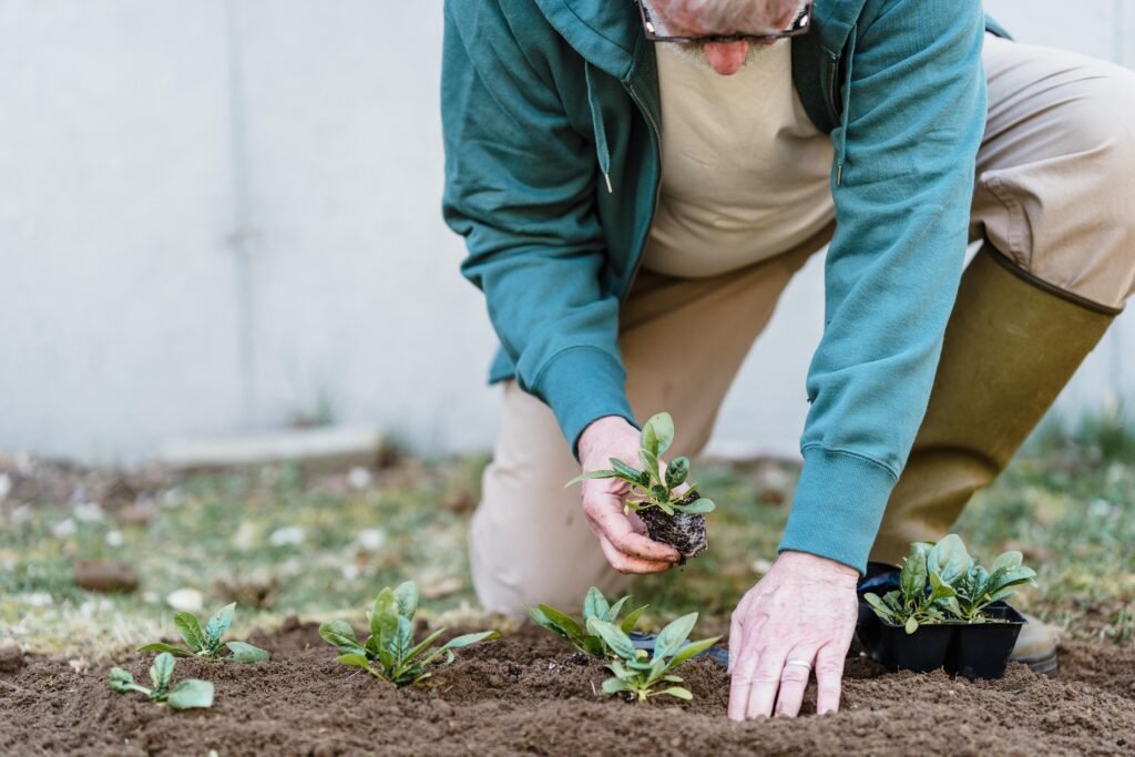 Close-up of a male horticulturist's hands planting vibrant green sprouts into rich, dark soil, representing regenerative agriculture practices for sustainable farming in 2026.