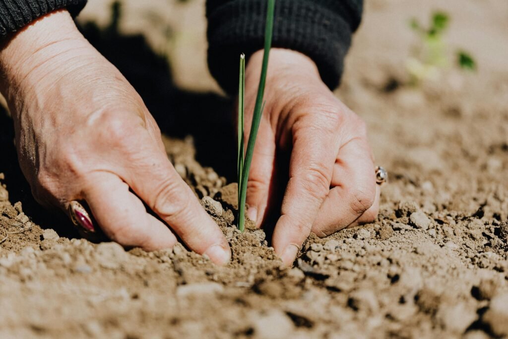 Close-up of hands gently working dark, fertile soil in an outdoor garden, symbolizing soil health practices in sustainable agriculture.