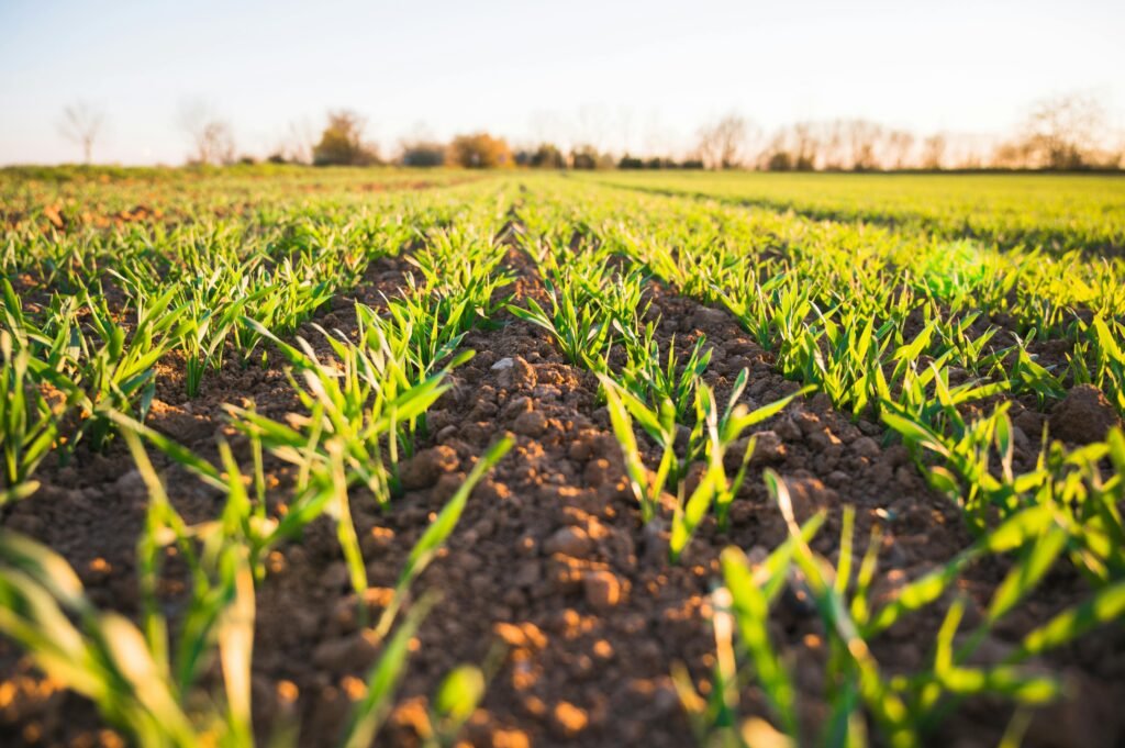 Green crop plants growing in neat rows across a countryside field, representing Kisan Mela farming and sustainable, climate-smart agriculture in Punjab.