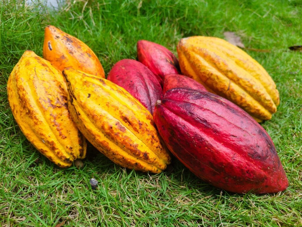 Can Cocoa Help Restore the Amazon While Giving Farmers a Better Income?