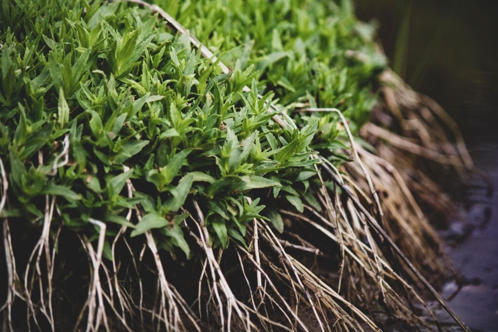 What If Soybean Roots Could Fight Drought and Store More Carbon?
